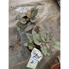 begonia rex mix 2