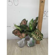 Aglaonema rub gold galaxy A-91
