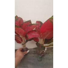 Aglaonema Sooksom Jaipong (green margin)125