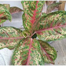 Аглаонема Платинум Карат Компактный / Aglaonema Platinum karat compact