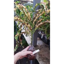 Codiaeum King of Siam (L) 126/1