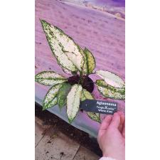 Aglaonema white kiwi 12 cm pot 01,02,22