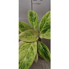 Aglaonema Aurora white A-9