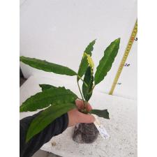 Codiaeum Ben Vergara 243