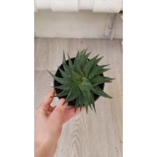 Haworthia attenuata Variegata уценка 600р