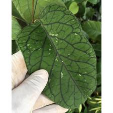 Hoya vitellinoides (big leaf) 853