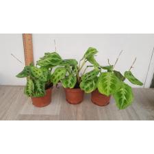maranta leuconeura variegata pot