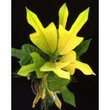 Codiaeum Golden Arrow