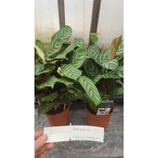 calathea Bachemiana  Бахема  (ктенанта1)