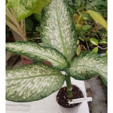 Dieffenbachia Udomsub белый 93 по 2100р