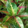 Aglaonema NEW2 Golden Thai