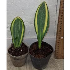 Сансевиерия масониана варегатная. / Sansevieria masoniana variegata