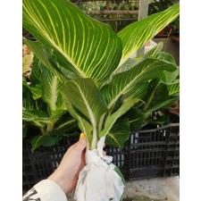 Dieffenbachia Sterling (Compact form)