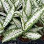 Dieffenbachia Delilah white