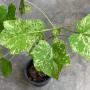 Jatropha curcas ‘Tapestry’