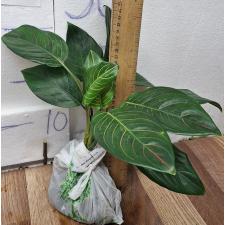 Аглаонема Кхунмакрача / Aglaonema Khunmakracha A-34