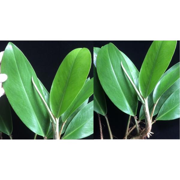 Эпипремнум Грин Сатин / Epipremnum Green Satin