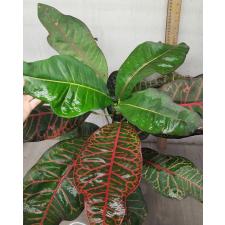 Codiaeum Tri Noosara 79 (L)