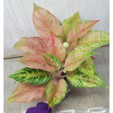 Aglaonema Prakaipet A-64