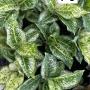 Aglaonema P-8 3 diamonds