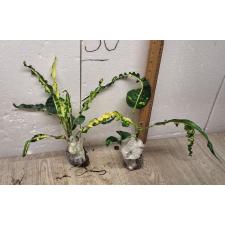 Codiaeum A68 Pin gaew Уценка