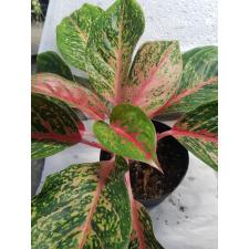 Aglaonema Red Wings 15 cm pot 1400p