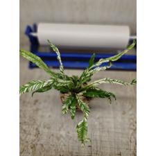 asplenium nidus variegated ex japan super 3500p