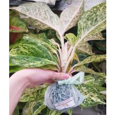 Aglaonema T8 Whalthy Green