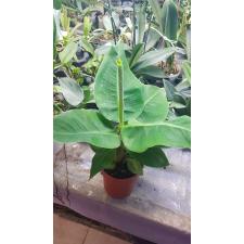 Musa Dwarf Cavendish
