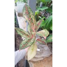 Aglaonema Prakay Ngern (No.2) 45