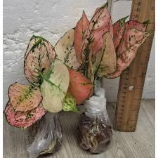 Аглаонема Камкун номер 2 / Aglaonema Kamkoon no.2 A-139