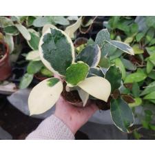 Hoya Australis 'blondie 2 + 