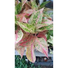 aglaonema prestizh 12 cm pot