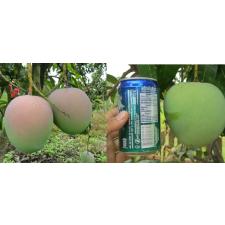 Мангифера индика "Р2Е2" / Mangifera indica 'R2E2'.