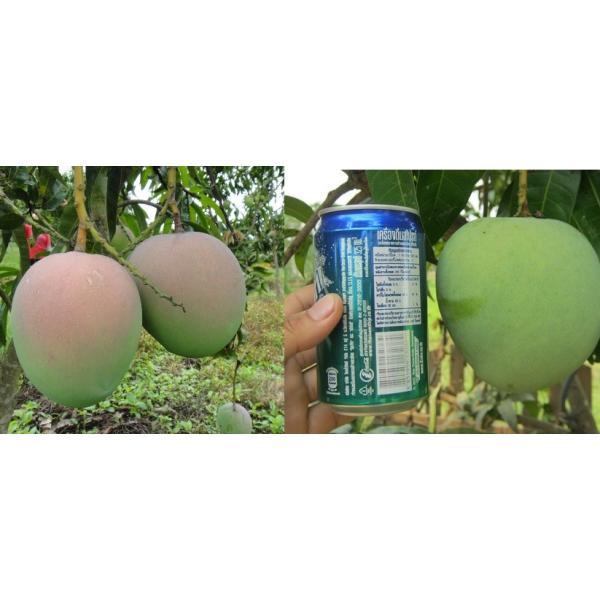 Мангифера индика "Р2Е2" / Mangifera indica 'R2E2'.