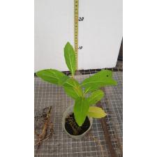 Citharexylum spinosum 8 см pot