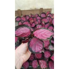 Calathea roseopicta 'Rosy' (P12)