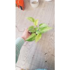 Epipremnum aureum Snow Queen 650р