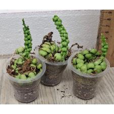 Дисхидия Драгон Джейд / dischidia dragon jade (S)