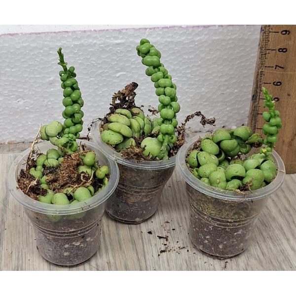 Дисхидия Драгон Джейд / dischidia dragon jade (S)