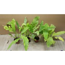 asplenium antiquum 6 cm pot 300p