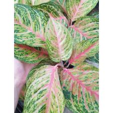 Aglaonema Miss-Thailand A-92