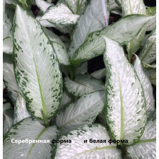 Dieffenbachia Udomsub (silver form).