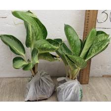 Аглаонема Банана Крупный Круглый. / Aglaonema Banana wealthy round A-79