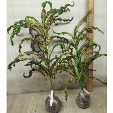 Codiaeum Chao Lampang 47/1
