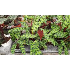 Calathea Lancifolia 400р