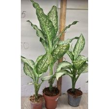 Диеффенбахия Удомсаб / Dieffenbachia Udomsab