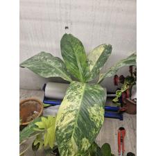 Dieffenbachia Hongsaa variegated S 4  2500р