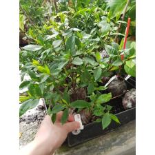 Gardenia sp.(T11) small leaf 372