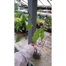 Mimusops elengi (yellow variegated leaf)481